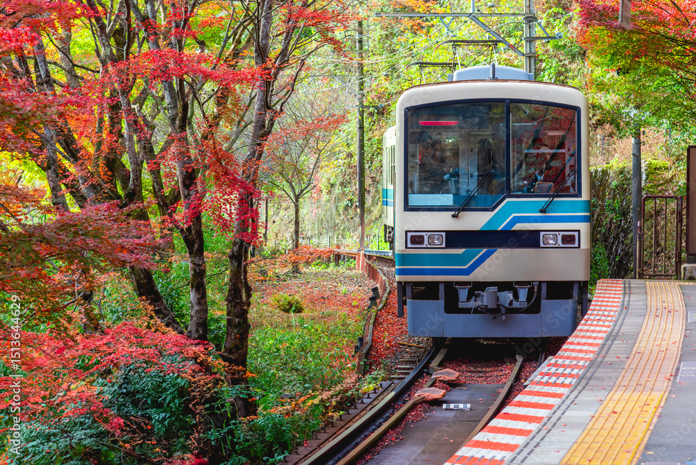 Fototapeta premium Train with autumn leaf, Local train arrive to railway station platform in Kyoto Japan. Train transportation concept.