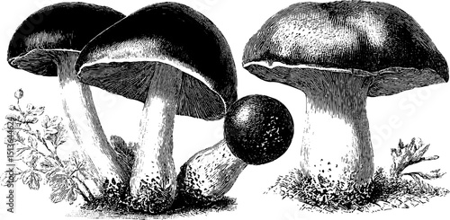 Intricate engraved mushroom illustration set for botanical and nature art design