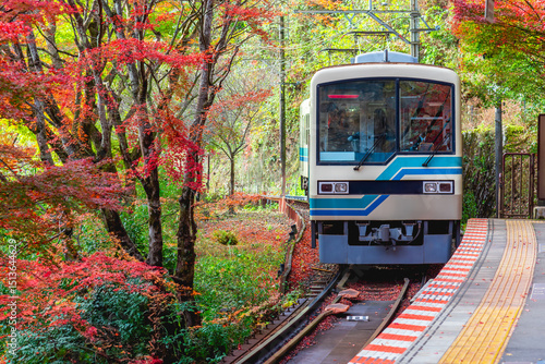Train with autumn leaf, Local train arrive to railway station platform in Kyoto Japan. Train transportation concept.