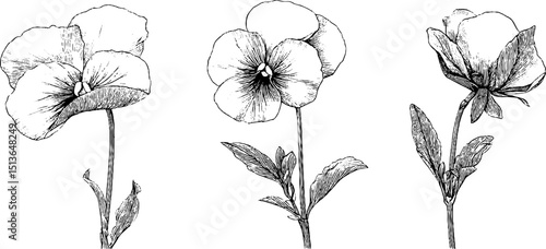 Engraved pansy flower illustrations for botanical design and decoration