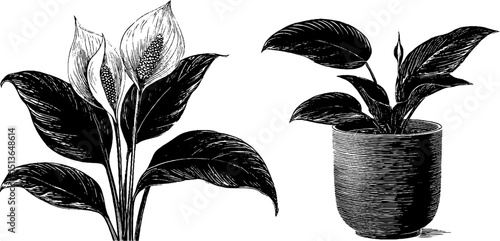 Elegant peace lily detailed engravings for botanical design and decor