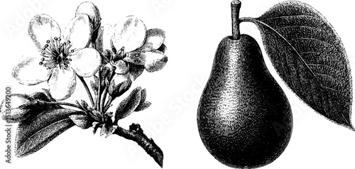 Engraved botanical illustration of pear blossom and fruit for design
