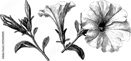 Detailed engraved illustration of petunia blooms and leaves set for artistic design