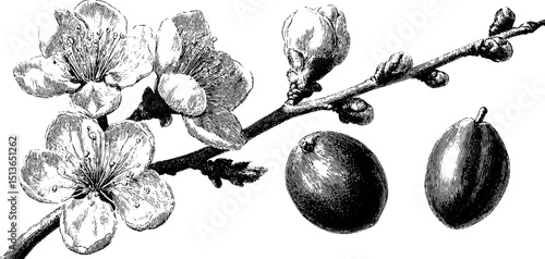 Vintage botanical art of plum blossom and fruit for design and print