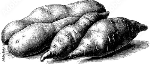 Detailed engraving of potatoes and sweet potatoes for culinary designs