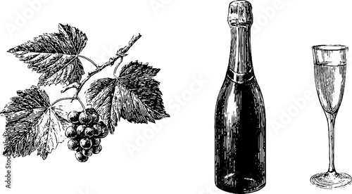 Elegant engraved illustration of prosecco bottle and glass with grapes for vintage design