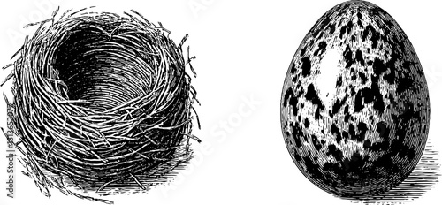 Engraved illustration of quail egg and nest - nature art for educational and decorative use