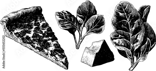 Engraved culinary illustration of quiche slice with spinach and cheese for design