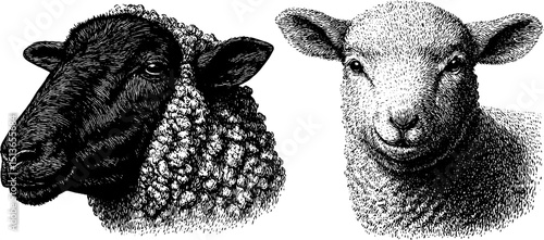 Engraved illustration of sheep and sheep head for farm design projects