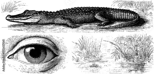 Engraved crocodile illustration set with side view and natural habitat elements