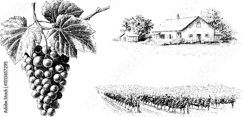 Vintage engraving of grapevine with cottage and vineyard scene