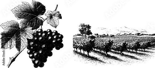 Engraved botanical illustration of grapevine and vineyard landscape for nature-themed designs
