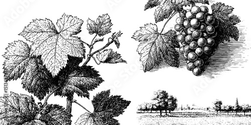 Vintage botanical engravings of grapevine set with leaves and vineyards