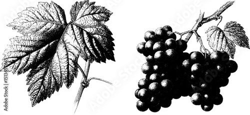 Engraved botanical illustration of grapevine leaves and clusters for nature-themed designs