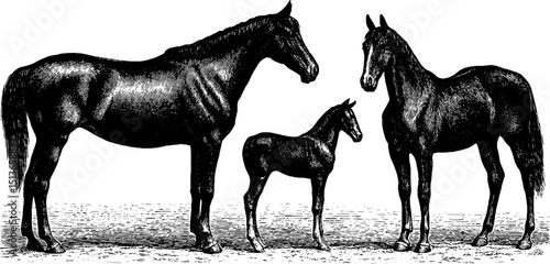 Elegant engraving of stallion, mare, and foal in vintage style