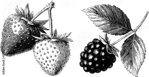 Engraved botanical illustration of strawberry and raspberry for art and design