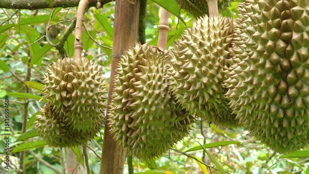 Durian fruit hanging on tree in durian farm Durian fruit hanging on tree in durian farm