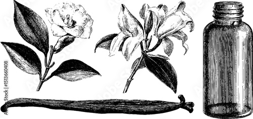 Engraved botanical illustration set of vanilla pod and flowers for design use
