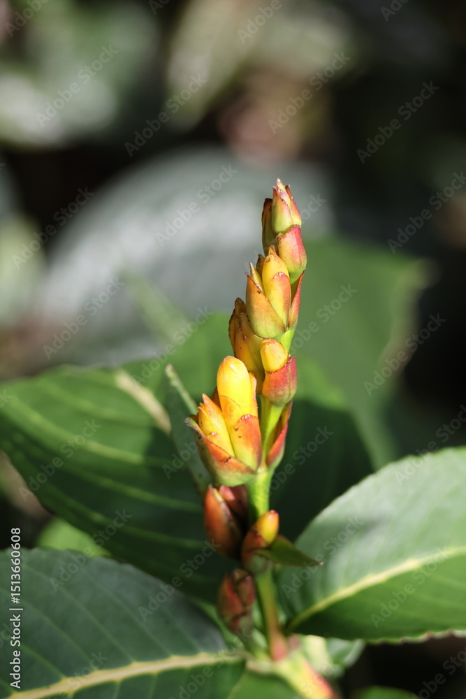 Obraz premium A flowering spike of Yellow Orange flowers of the Gold Vein plant/Zebra plant (Sanchezia speciosa) with red/orange bracts illuminated by the sun.
