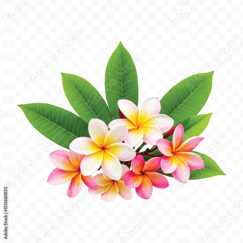 frangipani flower on green background