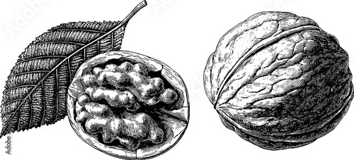 Engraved illustration of walnut shell and leaf for botanical design