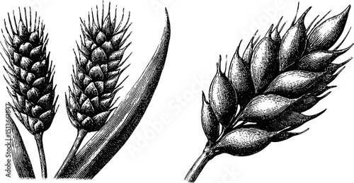 Engraved illustration of wheat and barley stalks for design and print