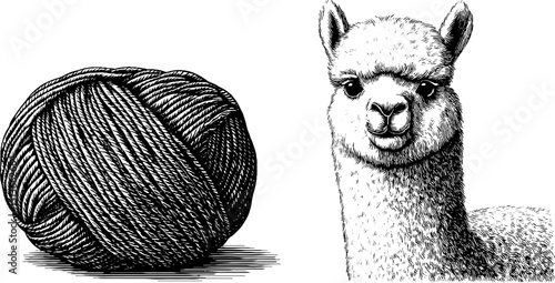 Engraved illustration of yarn ball and alpaca for textile and craft design