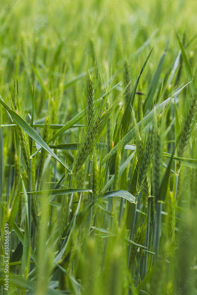 Obraz premium Field plants on a sunny May day. Landscape in the countryside.