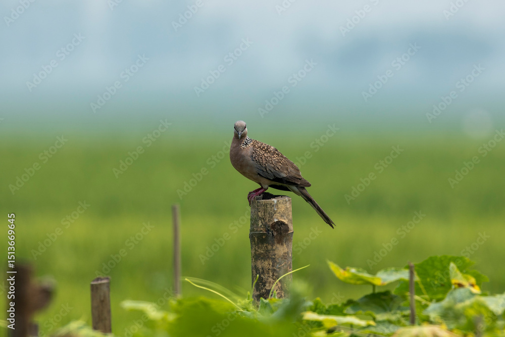 Obraz premium Spotted Dove, angle view, side shot, perching on the branch in the bush of green field in Bangladesh.