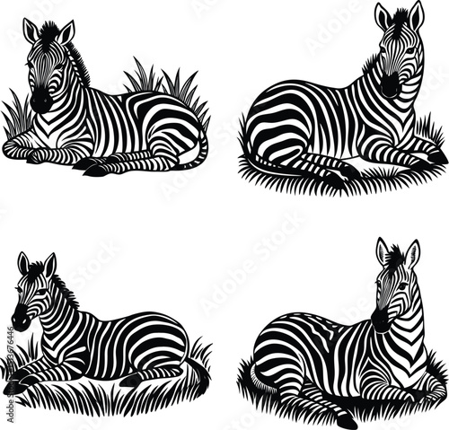 Four zebras lying in grass black and white illustration