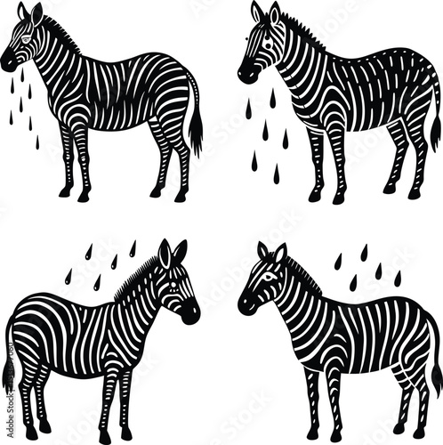 Four black and white zebras with rain graphic illustration style