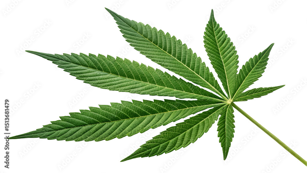 green leaf of hemp, cannabis leaf isolated on transparent background green leaf of hemp, cannabis leaf isolated on transparent background