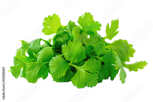 Fresh green cilantro leaves isolated black background