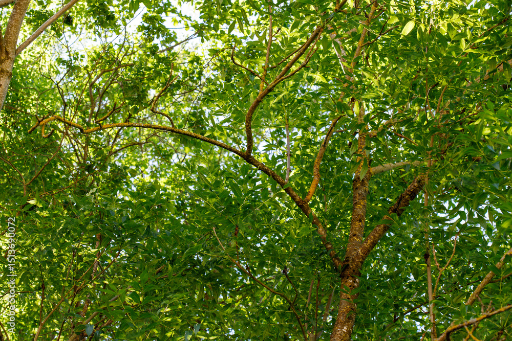 Fototapeta premium Trees Viewed from Below with Green Leaves and Brown Branches
