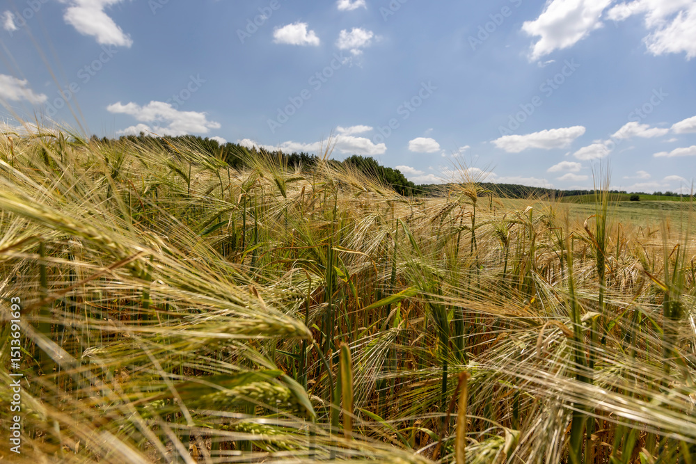 Fototapeta premium a rye field with ears with long tendrils in the summer season