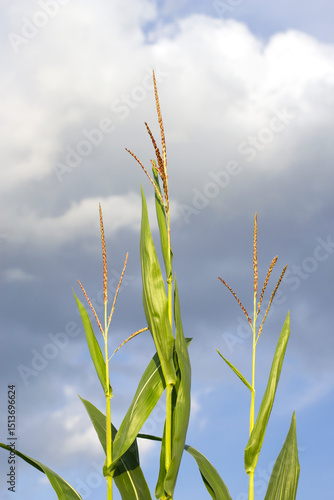 corn plant stalks on the cloudy sky summer background
