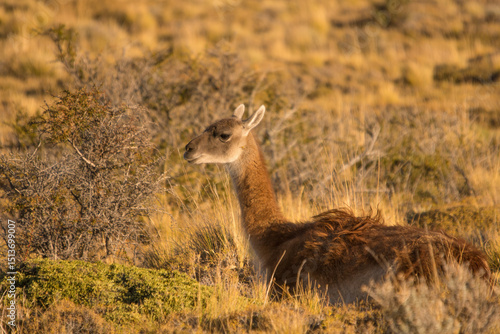 Guanoco relaxing in the countryside in Argentina
