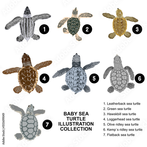 Baby sea turtle illustration collection: Leatherback sea turtle, Green sea turtle, Hawskbill sea turtle, Loggerhead sea turtle, Olive ridley sea turtle, Kemp`s ridley sea turtle, Flatback sea turtle. 