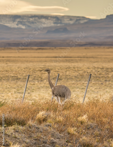 Nandu wandering in the countryside of Patagonia, Chile.