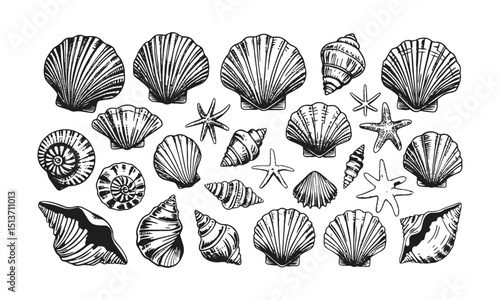 A Modern vector-style collection of detailed seashell and marine illustrations, Include a variety of shell types such as spiral, conch, scallop, and clam shells, easily scalable and editable.