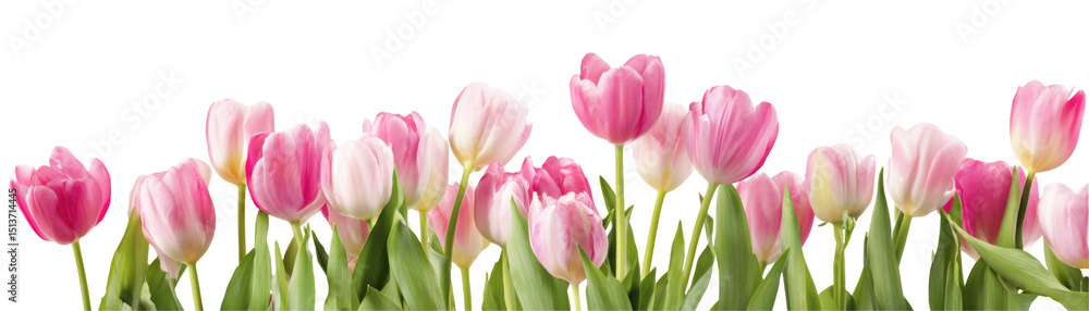 A group of pink and white tulips with green stems against a black background in a horizontal view A group of pink and white tulips with green stems against a black background in a horizontal view