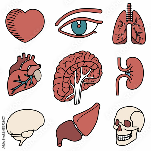 set of internal organs