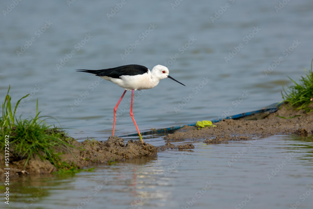 A bird is standing on the green grass by the water. It is standing for food. This bird has black wings and red and long legs. A bird is standing on the green grass by the water. It is standing for food. This bird has black wings and red and long legs.