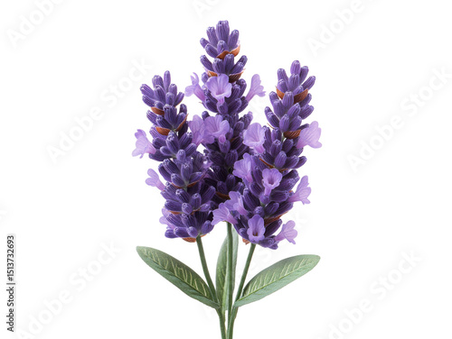 A purple flower with a green stem