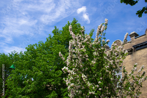 Trees next to a Montreal apartment building
