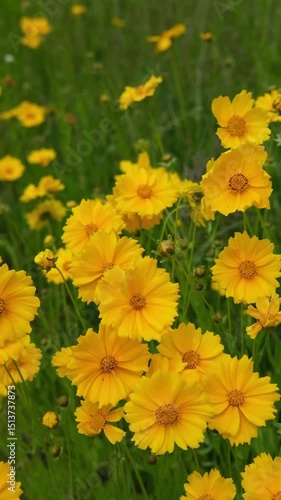 Yellow wildflowers swaying gently in the wind on a sunny day