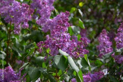 Montreal lilac tree