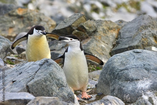 Chinstrap Penguins Navigating Rocky Ground in Antarctica

