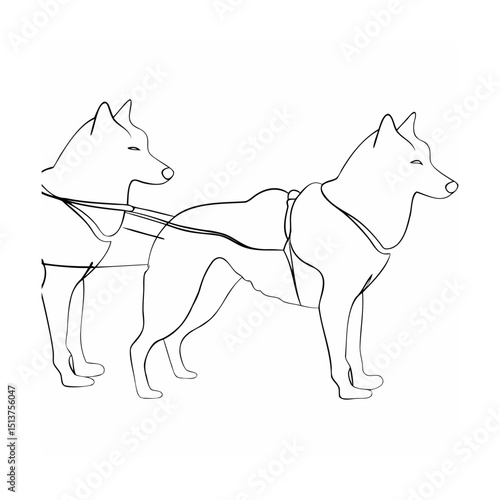 Line art depicting two husky dogs wearing harnesses and ready for sledding adventures