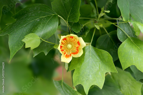 Schilderij op canvas Unusual flowers of Liriodendron tulipifera or the tulip tree taken close-up from